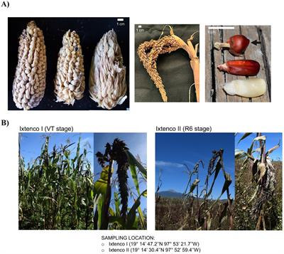 Evaluation of functional plant growth-promoting activities of culturable rhizobacteria associated to tunicate maize (Zea mays var. tunicata A. St. Hil), a Mexican exotic landrace grown in traditional agroecosystems